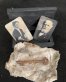 Unsinkable Spirit and Box  (Haunted Key) By Workshop Thirteen
